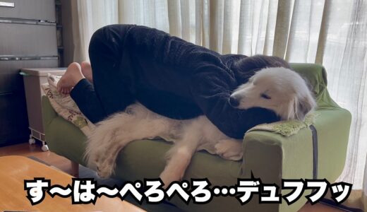 超大型犬の飼い主がド変態ですがこれは合法なんです【正当化編】