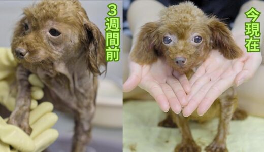 ゴミ捨て場で独りぼっちだった捨て犬が幸せになるまで３週間記録です