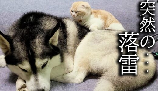 突然の落雷に怖くて子猫と犬がこうなってました…