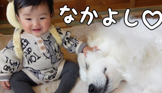 【仲良し】しんどそうな超大型犬を心配した生後10ヶ月の妹がとった行動とは｜グレートピレニーズ