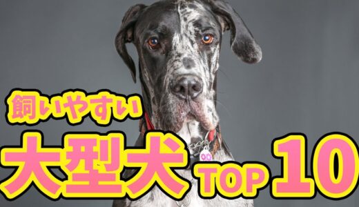 【初心者でも飼いやすい大型犬ランキングTOP10】