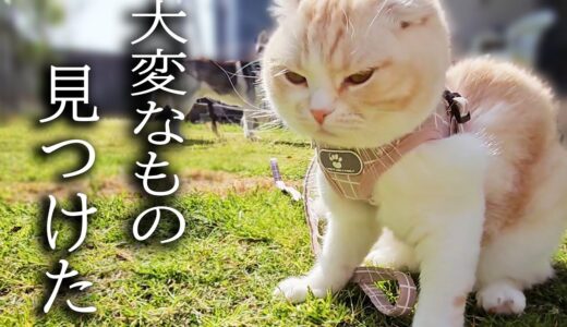 庭で遊んでたらとんでもないものを見つけた子猫と犬がこちら…