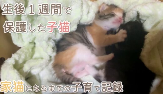 捨てられた子猫が先住犬猫に育てられながら幸せになるまでの成長記録