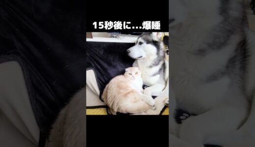 15秒後に爆睡する猫と犬がこちら...#猫 #cat