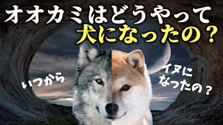 イヌはどうやって人間の親友になったの？｜犬の起源