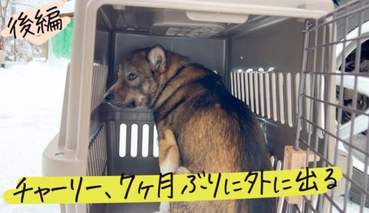 【後編】牧場に捨てられていた犬、初めてのおさんぽ練習の日