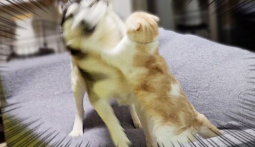 猫のご飯を食べようとした犬が怒られる瞬間...笑