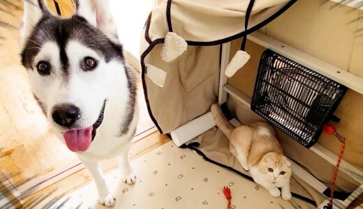 こたつを片付けないで欲しい子猫と犬がこちら…