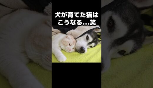 育ての親犬に甘える猫がかわいい...#猫 #cat