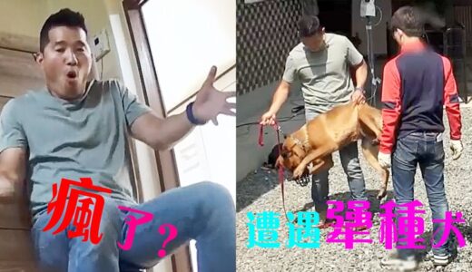 養狗千萬不能一驚一乍，訓犬師當場模仿女主人的行為，原來這才是被咬的原因！