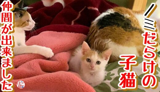 【子猫　保護犬　保護猫】乳飲み子のお名前頂きました＆野犬の子犬、お手が出来ました！