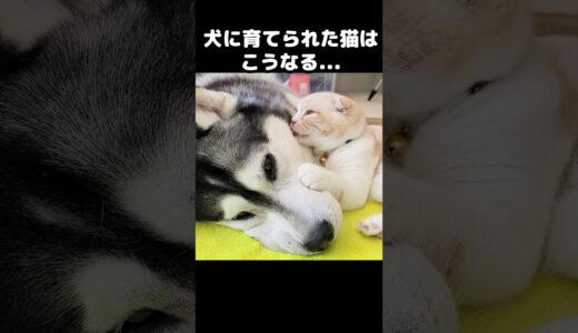 犬に育てられた猫はこうなりました...#猫 #犬と猫