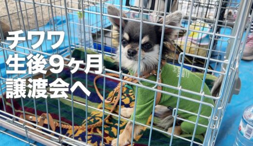 家族を探して譲渡会！生後９ヶ月の保護犬パピー