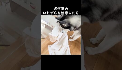 猫のイタズラを目撃して注意した犬はこうなります...笑 #猫 #cat