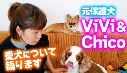 【愛犬紹介】一緒に暮らす元保護犬ViVi&Chicoの話