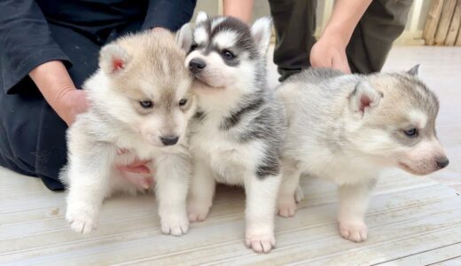 【重大報告】愛犬の兄弟とパパ犬に再会！産まれたばかりの弟を見に行ったら...