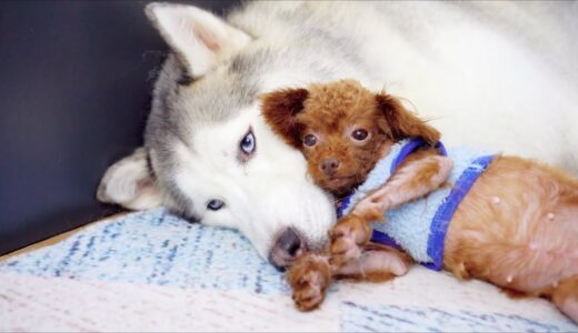 かっこいい友達ができて、甘えまくる桜ちゃん「ゴミ捨て場で拾った犬」