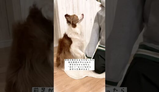 ハグの教え方♡犬がギューって抱き着く姿が可愛いすぎる！！【犬の芸】 #shorts