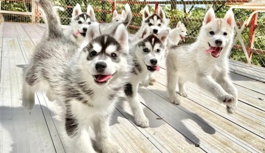 【赤ちゃん】ハスキー犬の兄弟たちがやんちゃで可愛すぎた....