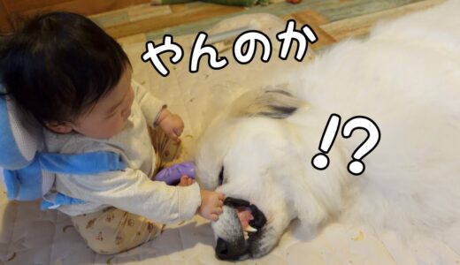 【大喧嘩？】生後9ヶ月の妹がついに超大型犬に襲いかかりました・・・｜グレートピレニーズ