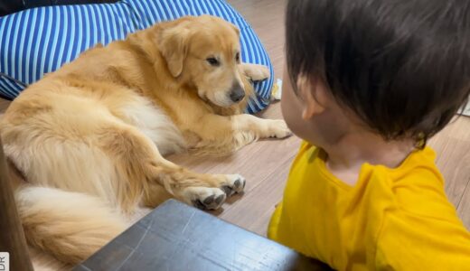 大型犬を怒らせると危険だということを学んだ少年。