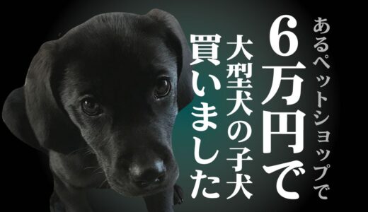 6万円で大型犬の子犬買いました・・・