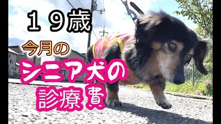 ももとの日々＃221 19歳9カ月シニア犬の今月の診療費いくらかかったの？