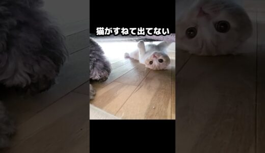 猫がすねて出て来なくなって困ってる犬...#猫 #cat