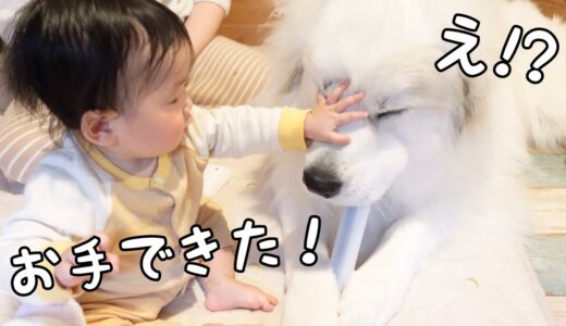 【天才！】超大型犬が生後9ヶ月の妹にお手を教えたらこうなっちゃいましたw｜グレートピレニーズ