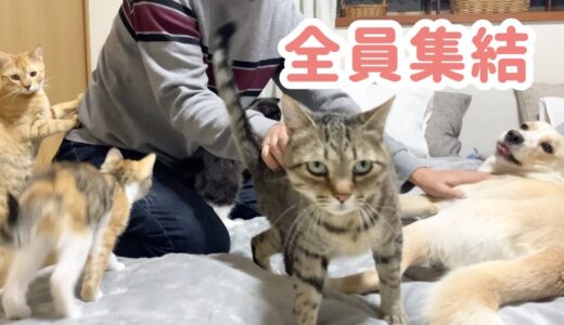 寝室、楽園化計画。見事に子猫と先住犬猫たちが吸い寄せられました