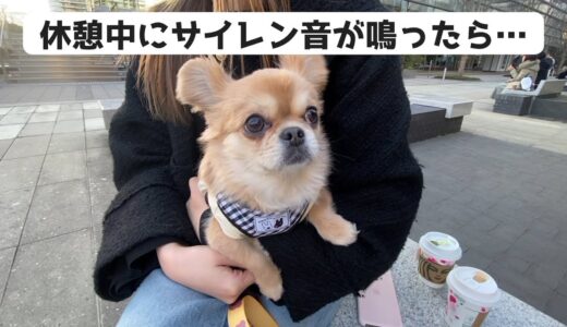 休憩中にサイレン音が鳴った結果…【うわうわ犬】