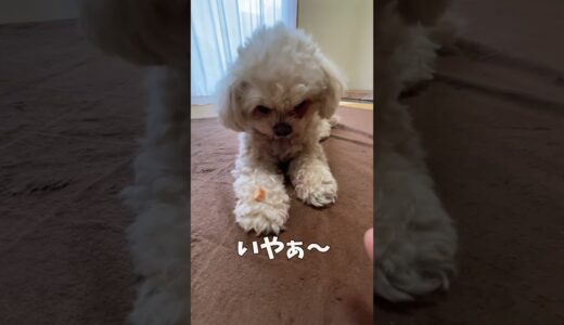 パパさんと遊ぶ犬 【関西弁でしゃべる犬】#401 dog playing with daddy 【Dog talking 】 #shorts