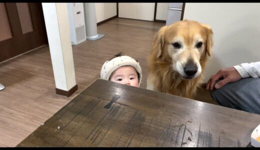 子分を連れてオヤツの催促に来た大型犬がこちらです。