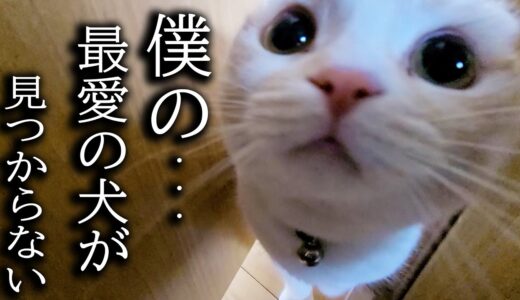 お昼寝してる隙に犬が居なくなりニャーニャー泣いて探し回る子猫がこちら...