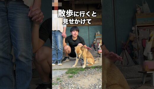 愛犬コロちゃんのあまり知られていない雑学#shorts