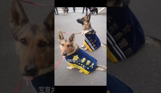 こんな警察犬がいてもいいよね