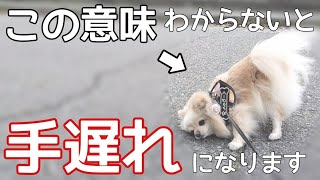 犬がクッシング症候群になっている時の症状【犬の病気】