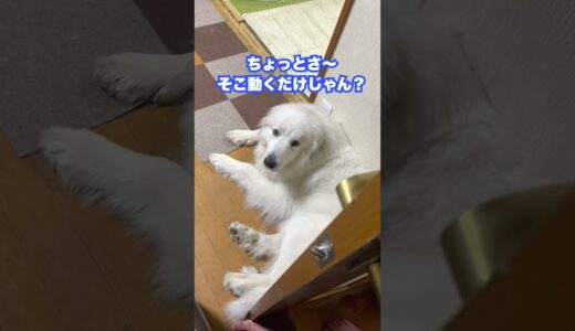 どかない超大型犬を問い詰めるも最大の武器を使われ敗北する飼い主　#shorts