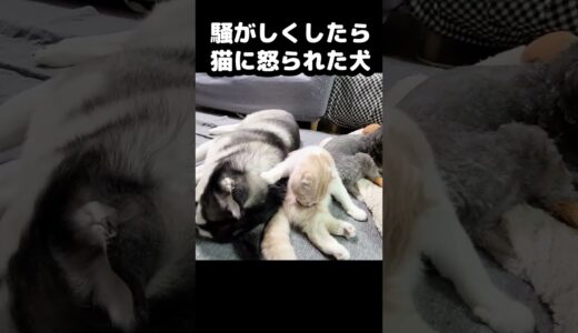 突然猫に怒られる犬…笑#猫 #shorts