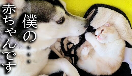 帰宅したら犬が寂しがり屋の子猫を寝かしつけてこうなってました...