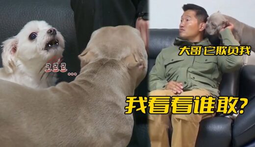 惡霸犬居然一點都不“惡霸”，每天被馬爾基斯欺負，還得靠訓犬師替它撐腰