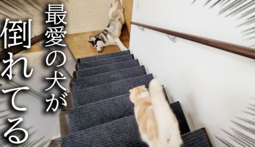 階段下で犬が倒れているのを発見した子猫の対応に驚きました...