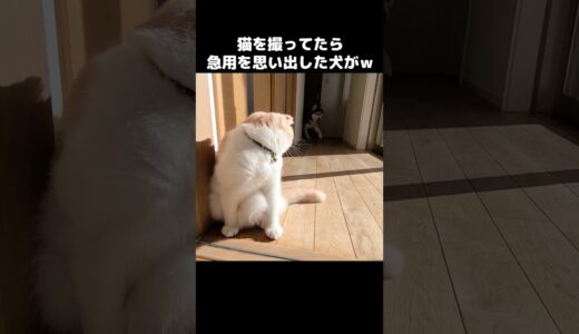 猫を撮ってたら用事を思い出した犬が...笑 #猫 #cat