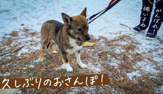 200日間、家の中で暮らしてた保護犬、初めて家族だけのおさんぽ。