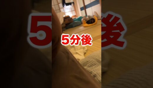 犬に「バナナベッド」あげたら可愛すぎた#shorts