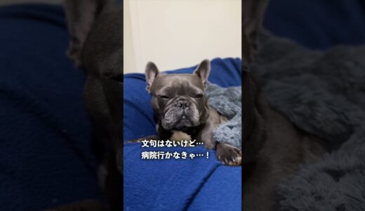 顔が異常に四角い犬 #shorts