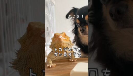 犬に睨まれてビビるトカゲ#shorts #チワワとトカゲの日常