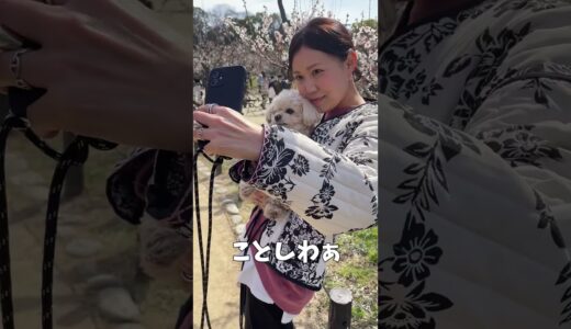 春のお花と犬 【関西弁でしゃべる犬】#407 spring flowers and dog 【Dog talking 】 #shorts