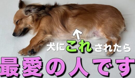 犬は「心の底から大好き！」な飼い主にだけこの行動をします