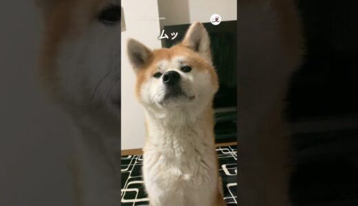 いい声で何かを訴えてくる秋田犬｜PECO